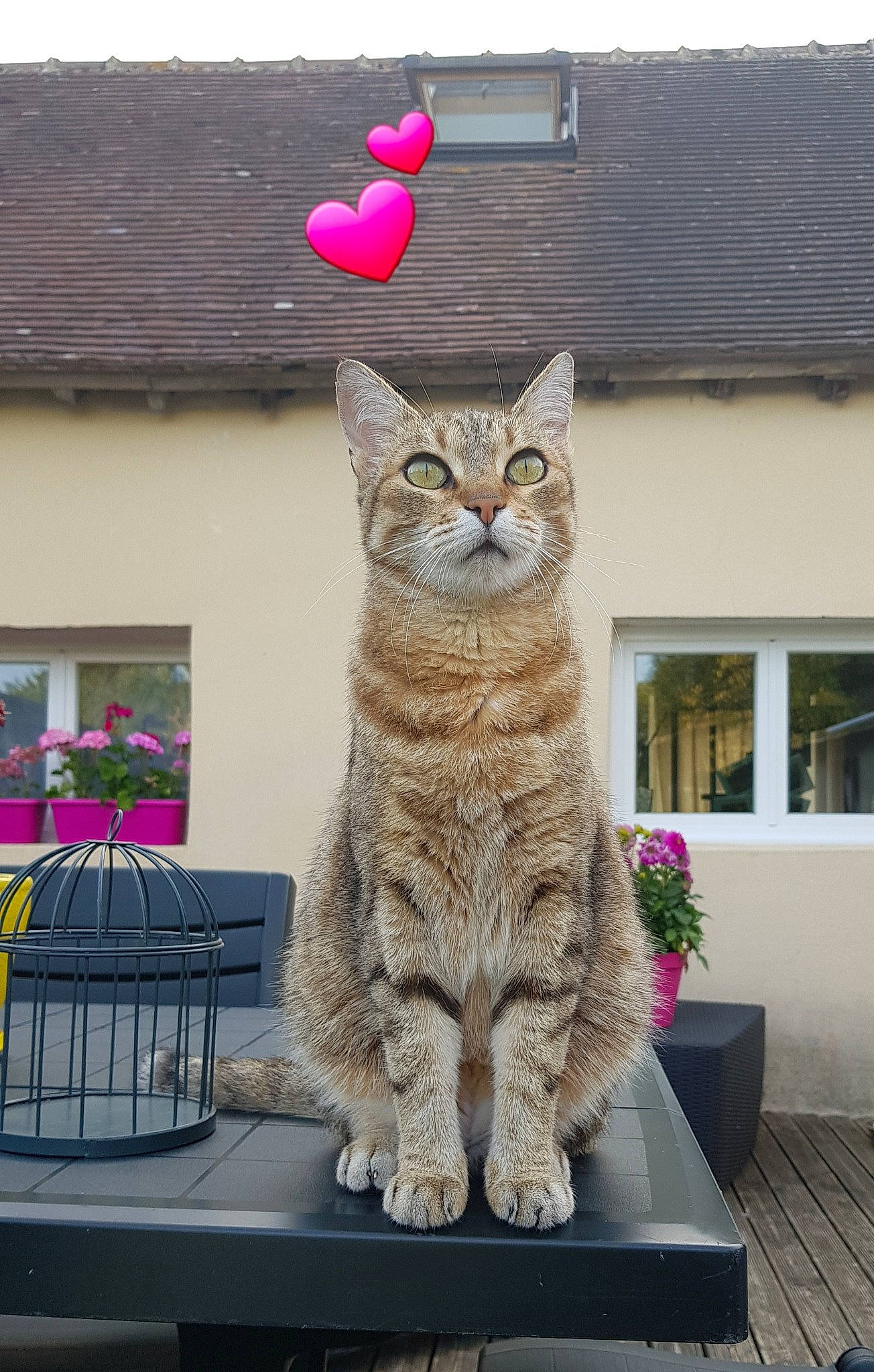 Chanel participe au concours pour gagner de l'argent avec cette photo : aegean_cat, asian, british_semi_longhair, california_spangled, carnivore, cat, domestic_short_haired_cat, dragon_li, european_shorthair, felidae, german_rex, kurilian_bobtail, pixie_bob, plant, polydactyl_cat, siberian, small_to_medium_sized_cats, tabby_cat, whiskers, window