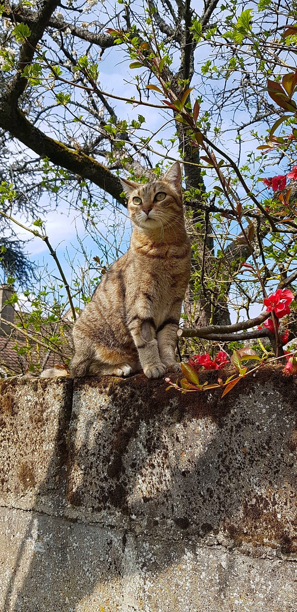 Chanel a rejoint le concours — aidez-le/la à gagner de superbes lots ! aegean_cat, branch, carnivore, cat, domestic_short_haired_cat, european_shorthair, fawn, felidae, flower, leaf, plant, small_to_medium_sized_cats, spring, tabby_cat, tail, tree, trunk, whiskers, wild_cat, woody_plant
