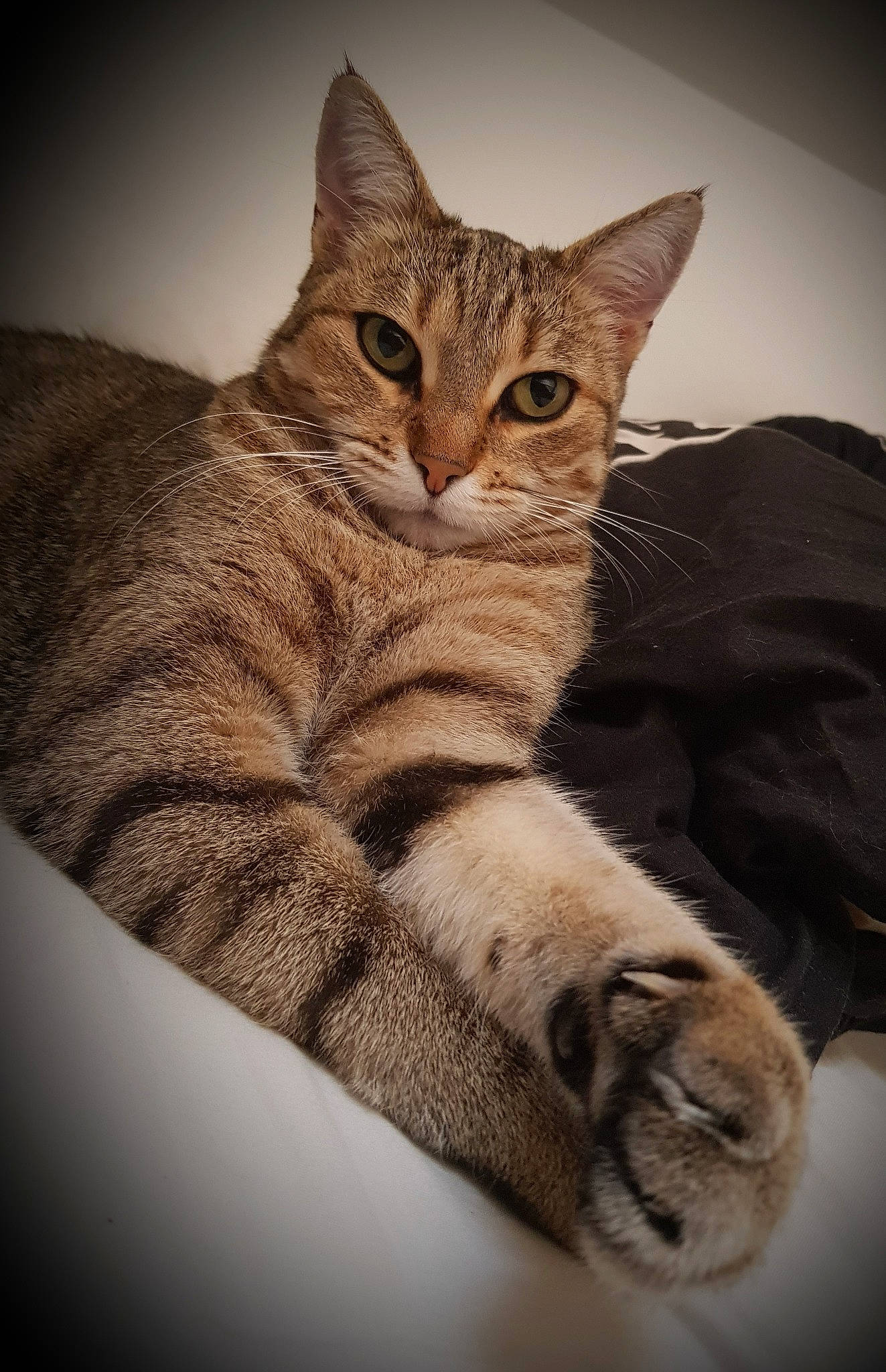 Chanel participe au concours pour gagner de l'argent avec cette photo : american_shorthair, american_wirehair, asian, australian_mist, california_spangled, carnivore, cat, domestic_short_haired_cat, dragon_li, egyptian_mau, european_shorthair, felidae, mammal, ocicat, pixie_bob, small_to_medium_sized_cats, snout, tabby_cat, vertebrate, whiskers