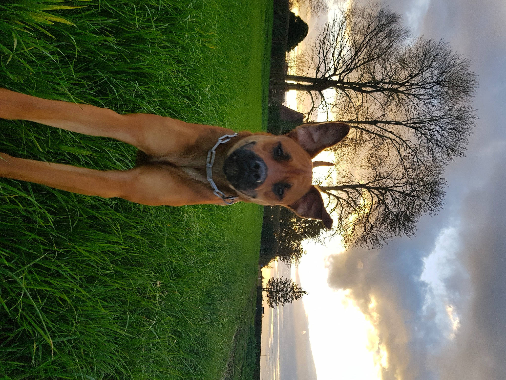 Olia participe au concours pour gagner de l'argent avec cette photo : branch, fawn, grass, green, plant, snout, tree, wildlife