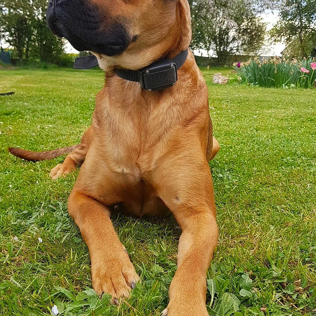 Olia