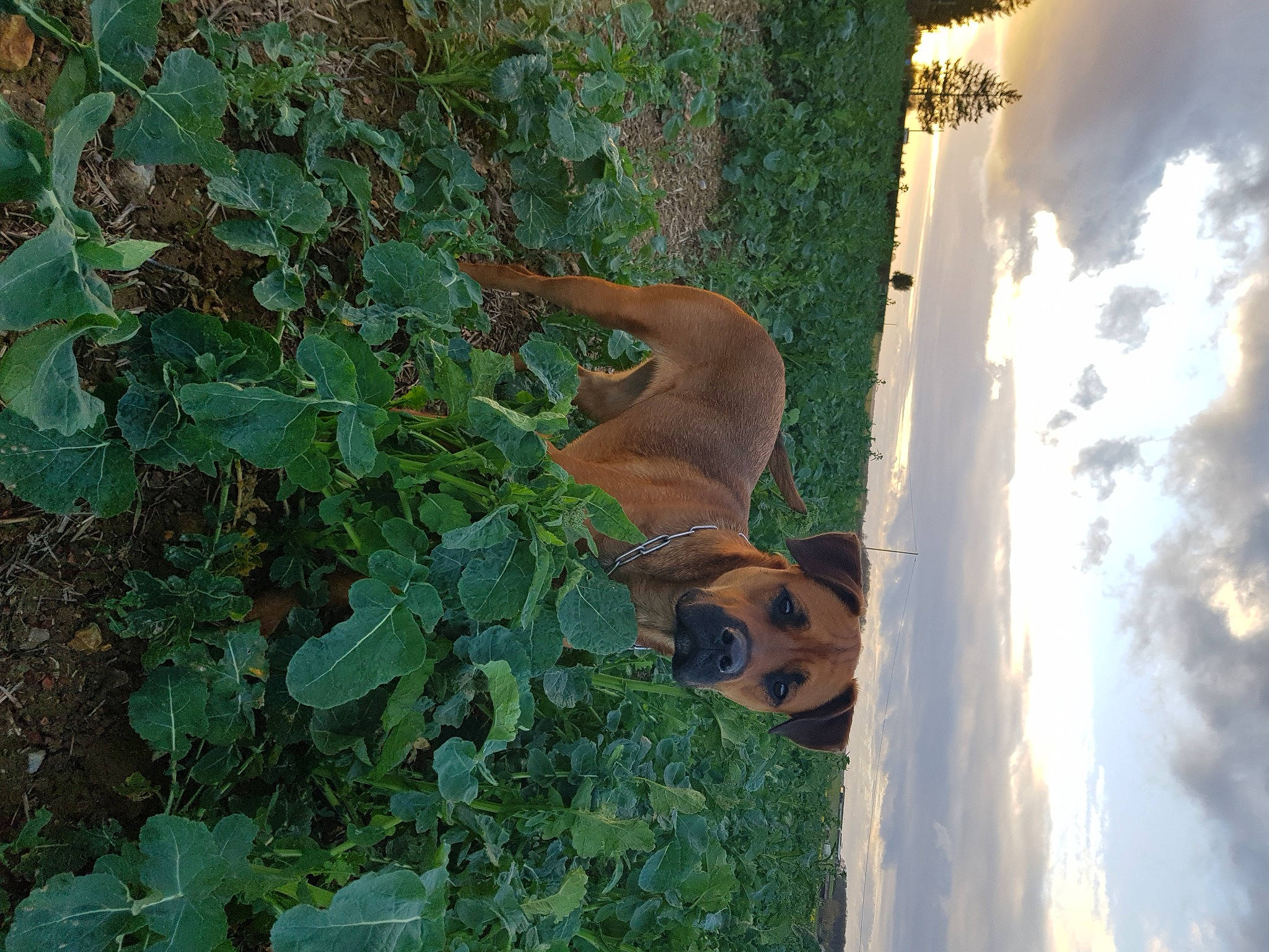 Olia participe au concours pour gagner de l'argent avec cette photo : black_mouth_cur, canidae, carnivore, dog, dog_breed, fawn, plant, rhodesian_ridgeback, snout, wildlife