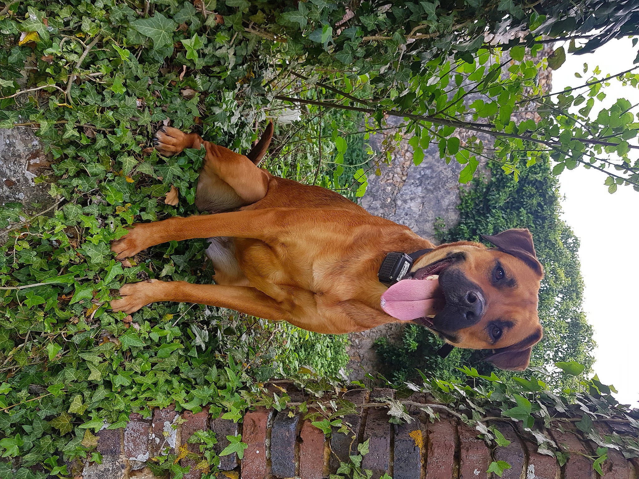 Olia participe au concours pour gagner de l'argent avec cette photo : black_mouth_cur, boerboel, boxer, bullmastiff, canidae, carnivore, dog, dog_breed, fawn, fila_brasileiro, mammal, rhodesian_ridgeback, tosa, vertebrate