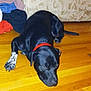 dog, black_dog, red_collar, wooden_floor, couch, striped_cushion, clothing_pile, indoor, pet, relaxed, lying_down, home, furniture, floor, canine, domestic_animal, resting, animal, companion, cozy