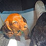 Artus a rejoint le concours — aidez-le/la à gagner de superbes lots ! brown_fur, car_interior, collar, cute, dog, domestic_animal, floor_mat, footwear, green_bell, indoors, legs, looking_up, pet, pet_accessory, puppy, shoe, sitting, small_dog, sunlight, white_towel