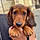 Artus