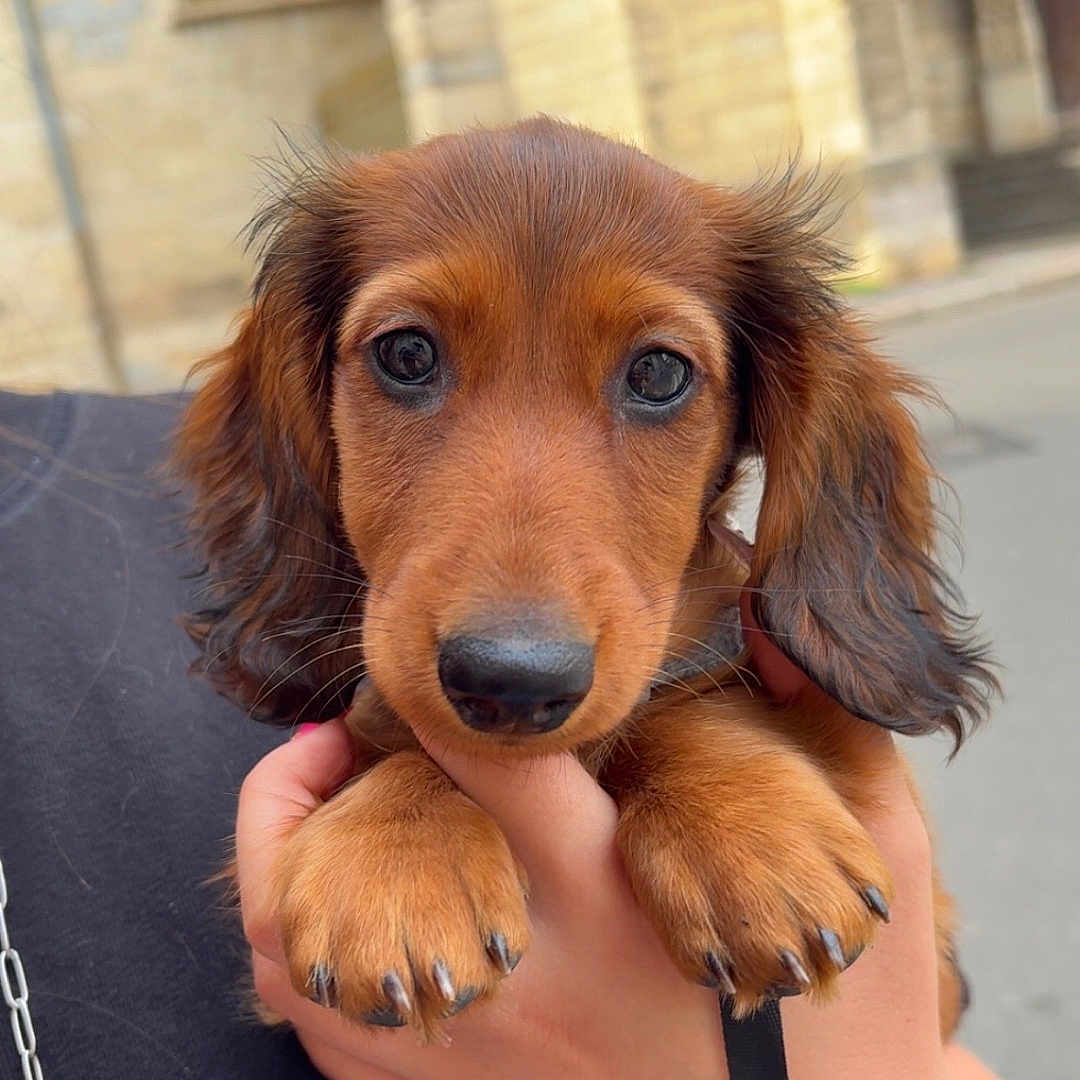 Artus participe au concours pour gagner de l'argent avec cette photo : animal, black_clothing, blurred_background, bracelet, brown, building, chain, close_up, cute, dachshund, dog, ears, hand, nose, outdoor, paws, person, pet, puppy, street