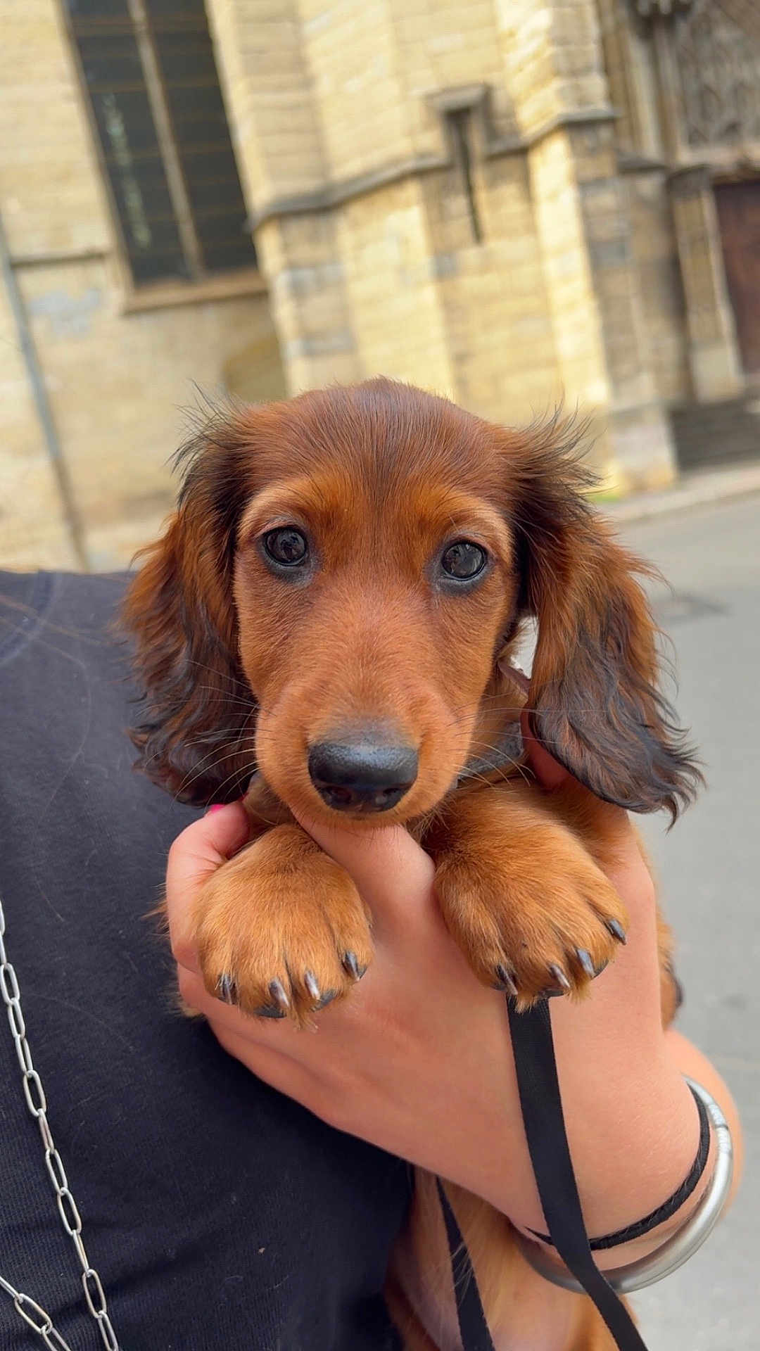 Artus participe au concours pour gagner de l'argent avec cette photo : animal, black_clothing, blurred_background, bracelet, brown, building, chain, close_up, cute, dachshund, dog, ears, hand, nose, outdoor, paws, person, pet, puppy, street