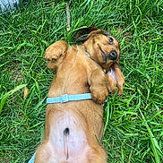 Artus a rejoint le concours — aidez-le/la à gagner de superbes lots ! animal, canine, casual, cute, dog, fur, grass, green, harness, lying_down, nature, outdoor, paw, pet, playful, puppy, relaxed, shoe, summer, young_dog