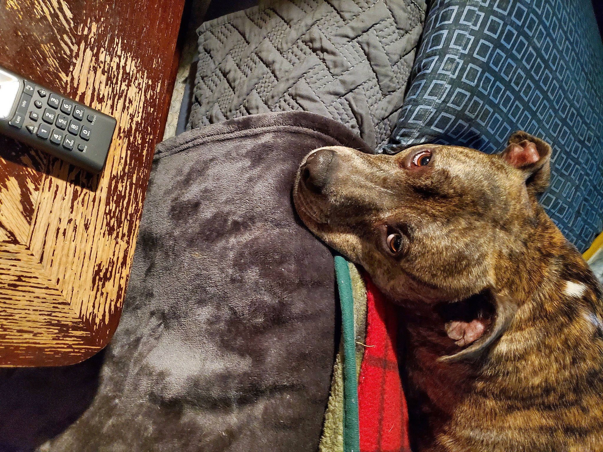 Logan The Bengal Potato is registered to the contest to win money with this photo: american_pit_bull_terrier, canidae, carnivore, companion_dog, dog, dog_breed, dutch_shepherd_dog, galgo_espanol, lurcher, mountain_cur, non_sporting_group, pit_bull, plott_hound, snout, sporting_group