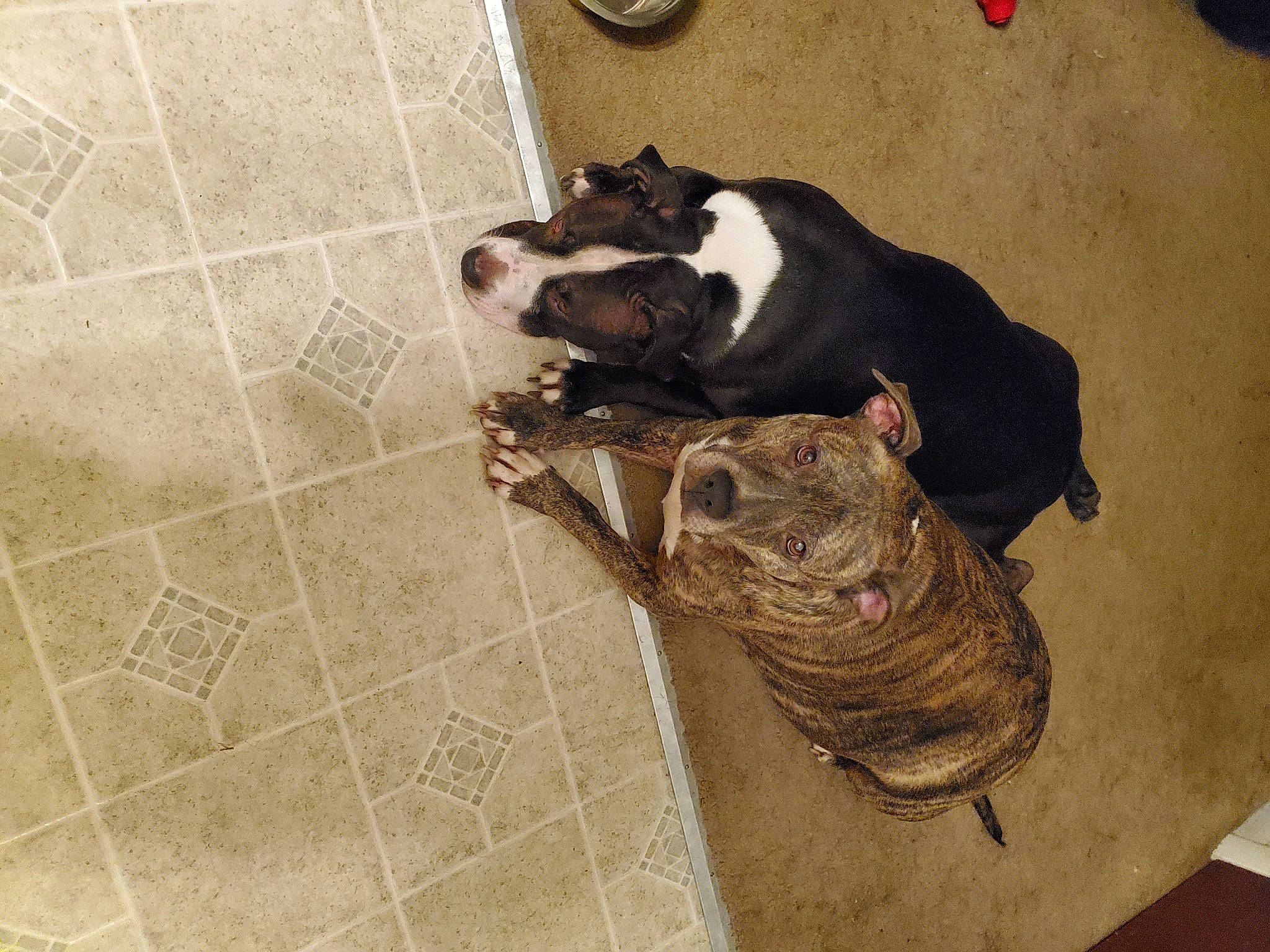 Logan The Bengal Potato joined the competition — help win amazing prizes! american_bulldog, american_staffordshire_terrier, boston_terrier, bulldog, canidae, carnivore, companion_dog, dog, dog_breed, fawn, floor, flooring, french_bulldog, mammal, molosser, non_sporting_group, old_english_bulldog, olde_english_bulldogge, snout, tail