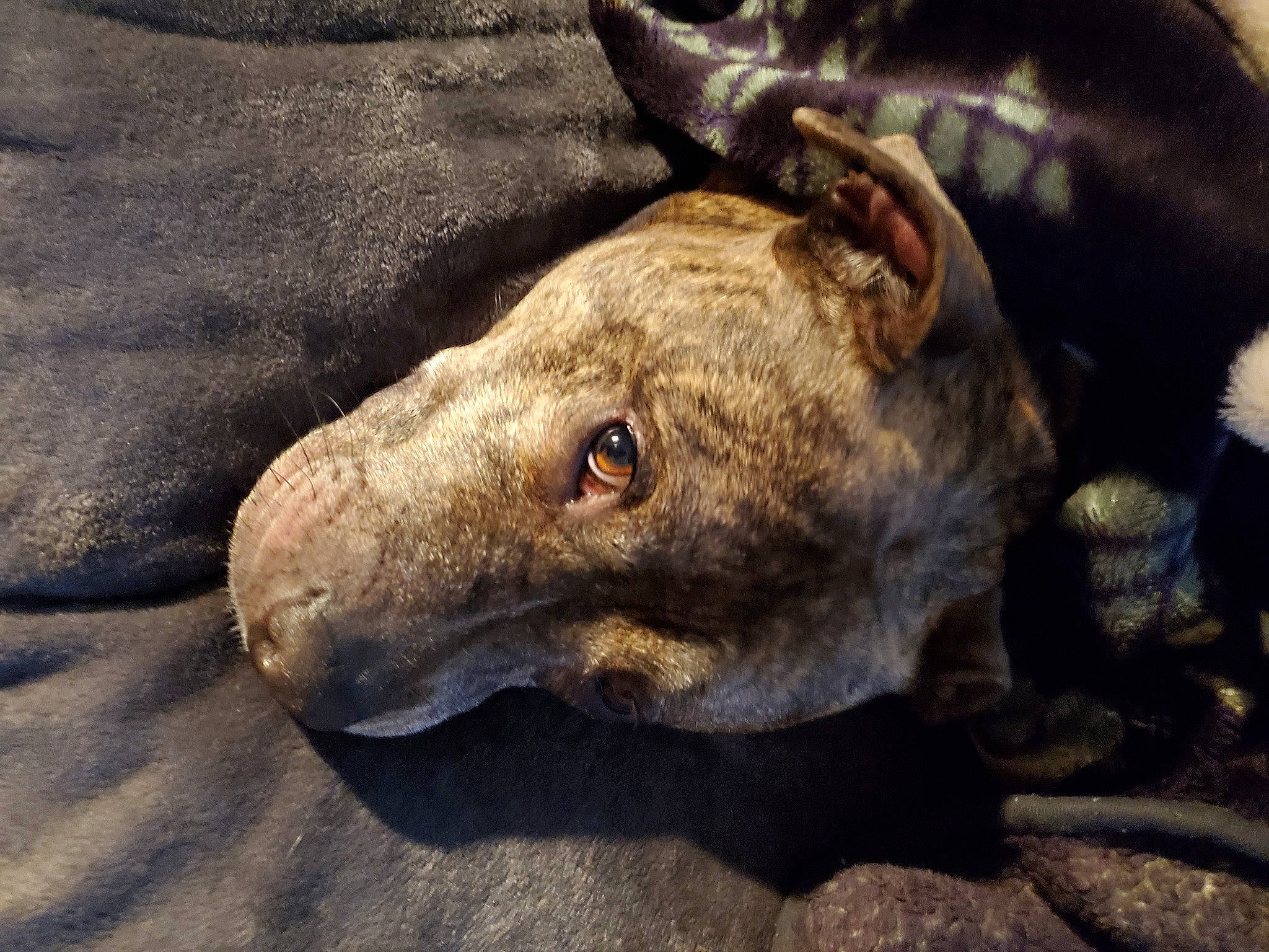 Logan The Bengal Potato joined the competition — help win amazing prizes! american_pit_bull_terrier, bull_terrier, canidae, carnivore, dog, dog_breed, eye, fawn, non_sporting_group, snout, whiskers