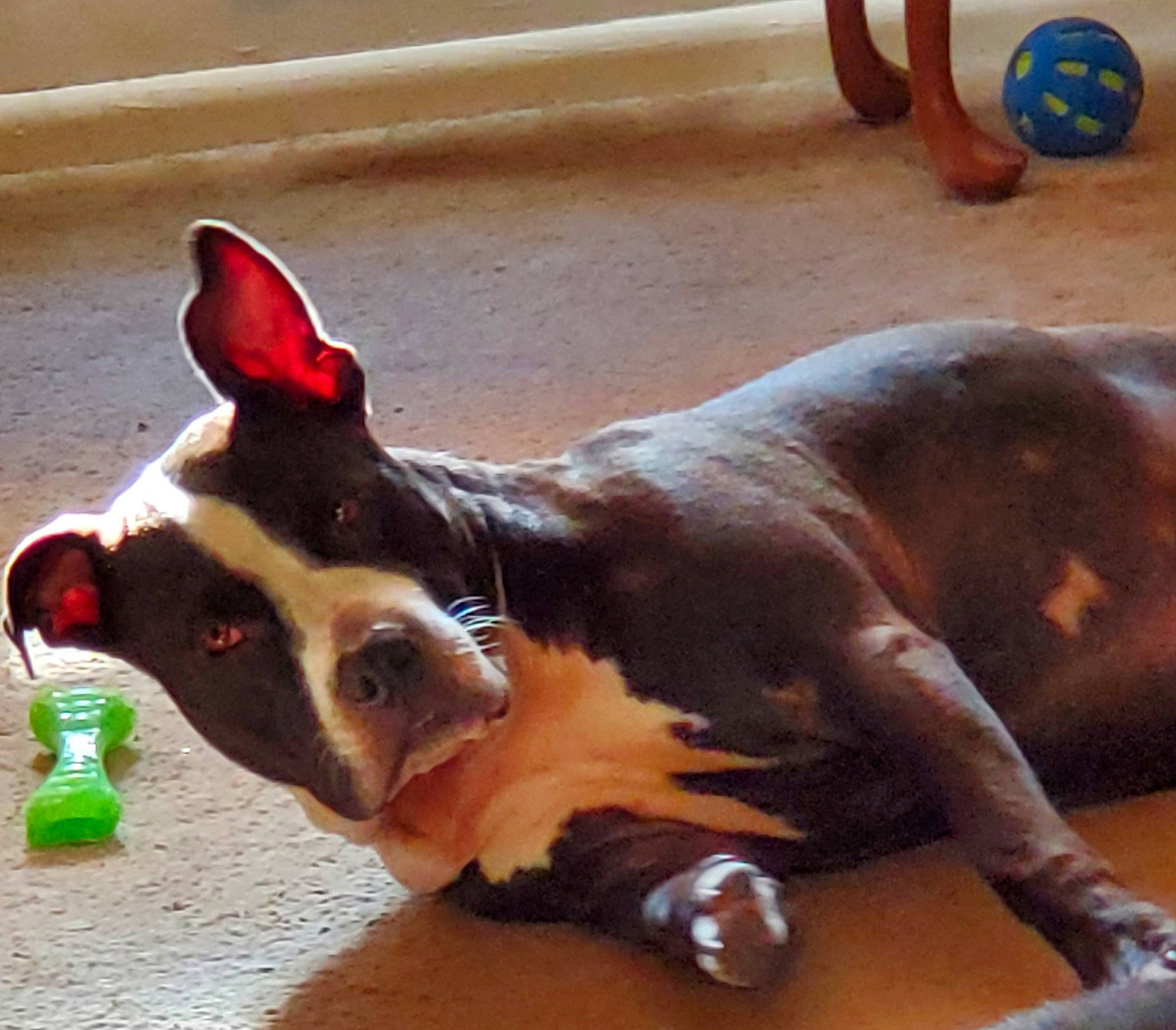Ivar joined the competition — help win amazing prizes! boston_terrier, canidae, carnivore, dog, dog_breed, dog_toy, ear, fawn, non_sporting_group, play, snout, tail