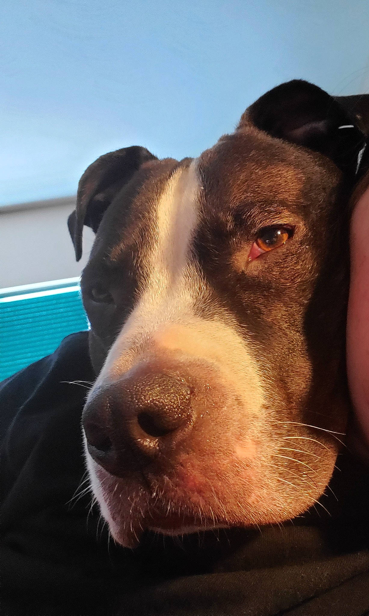 Ivar is registered to the contest to win money with this photo: american_pit_bull_terrier, american_staffordshire_terrier, canidae, carnivore, dog, dog_breed, ear, great_dane, head, mammal, non_sporting_group, nose, pit_bull, snout, sporting_group, whiskers