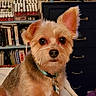 dog, small_dog, fluffy, brown_fur, tan_fur, portrait, close_up, adorable, cute, large_eyes, pointed_ears, green_collar, pet_tag, indoor, home, bookshelf, drawers, furniture, sitting, photography