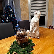 Shiro a rejoint le concours — aidez-le/la à gagner de superbes lots ! cat, white_cat, standing_cat, wooden_table, christmas_tree, holiday_decor, decorative_jar, pine_cones, greenery, indoor, window, curtains, chair, furniture, festive, ornaments, lights, cozy, pet, living_room