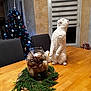 cat, white_cat, standing_cat, wooden_table, christmas_tree, holiday_decor, decorative_jar, pine_cones, greenery, indoor, window, curtains, chair, furniture, festive, ornaments, lights, cozy, pet, living_room