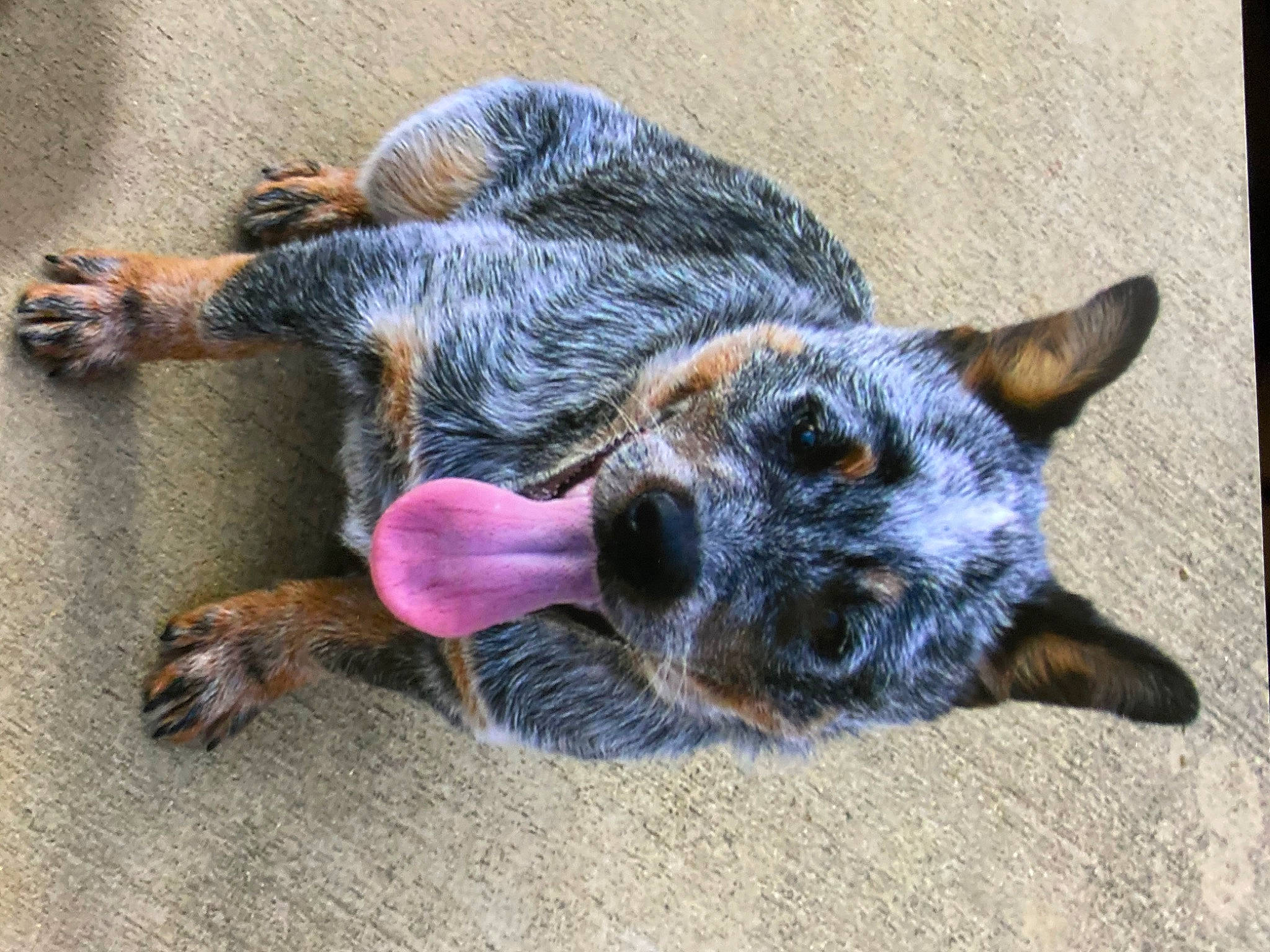 Saydee is registered to the contest to win money with this photo: australian_cattle_dog, australian_stumpy_tail_cattle_dog, canidae, carnivore, claw, companion_dog, dog, dog_breed, dog_supply, fawn, fur, koolie, paw, plant, snout, sporting_group, tail, terrestrial_animal, texas_heeler, whiskers