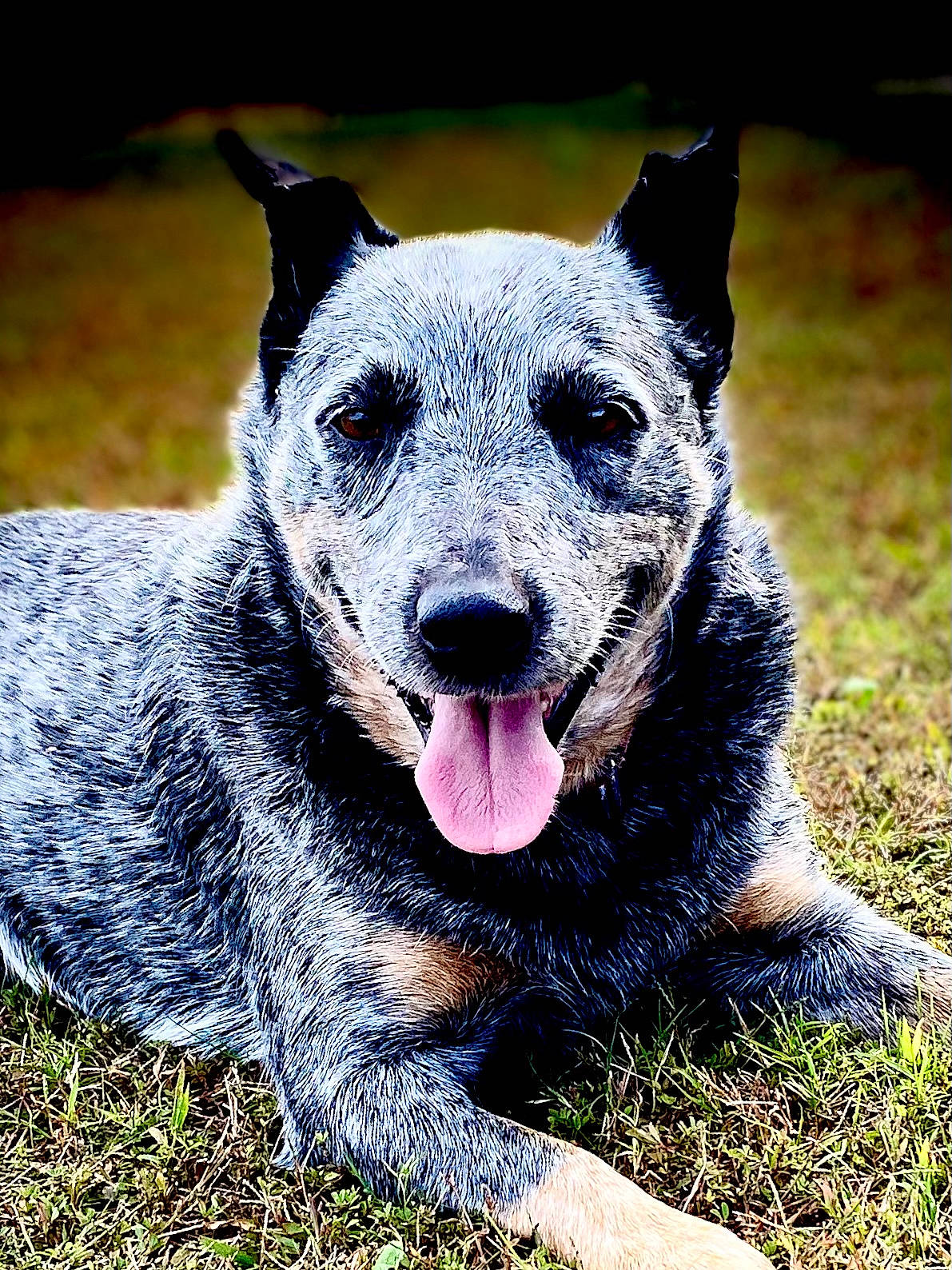 Saydee joined the competition — help win amazing prizes! art, australian_cattle_dog, canidae, canis, carnivore, dog_breed, fang, fur, grass, houseplant, landscape, plant, snout, terrestrial_animal, whiskers, wildlife