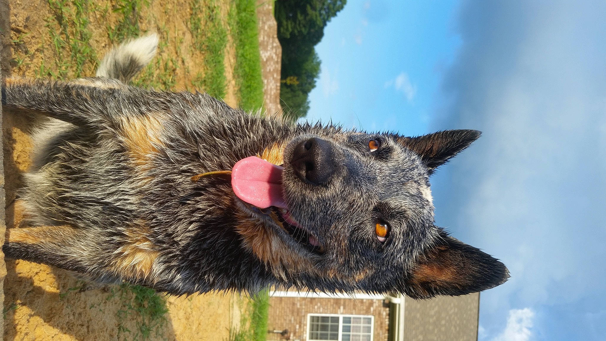 Saydee is registered to the contest to win money with this photo: canidae, carnivore, claw, cloud, dog_breed, domestic_short_haired_cat, fur, moths_and_butterflies, paw, plant, sky, snout, sporting_group, tail, terrestrial_animal, tree, whiskers, wildlife, window, working_animal