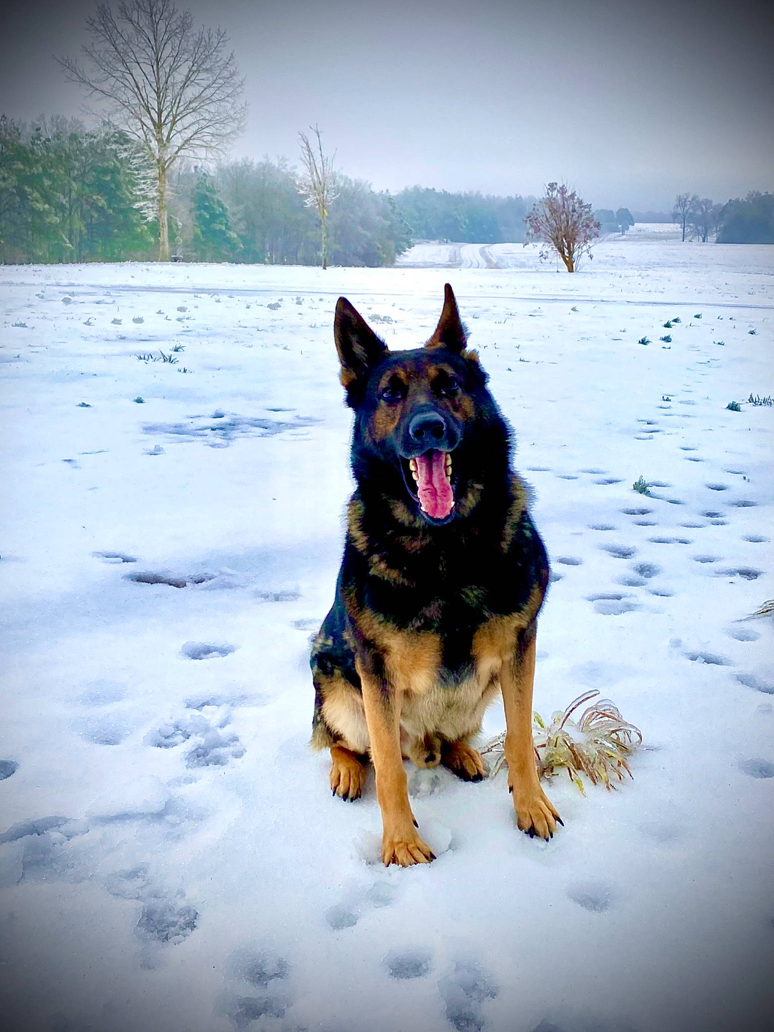 Apollo joined the competition — help win amazing prizes! art, canidae, carnivore, companion_dog, dog, dog_breed, dog_supply, east_european_shepherd, electric_blue, freezing, german_shepherd_dog, herding_dog, king_shepherd, old_german_shepherd_dog, sky, snow, tree, winter, working_animal, working_dog