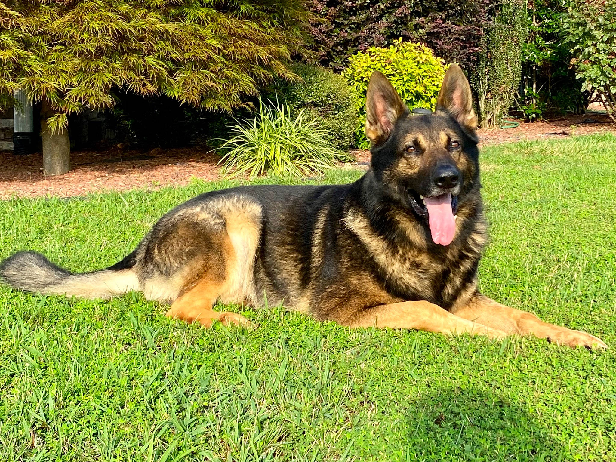 Apollo is registered to the contest to win money with this photo: art, canidae, carnivore, dog, dog_breed, east_european_shepherd, german_shepherd_dog, grass, guard_dog, herding_dog, king_shepherd, old_german_shepherd_dog, plant, snout, sporting_group, terrestrial_animal, tree, working_dog