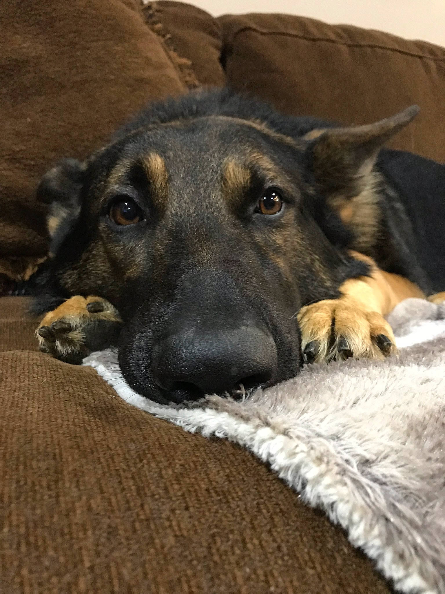 Apollo is registered to the contest to win money with this photo: canidae, carnivore, comfort, companion_dog, dog, dog_breed, dog_supply, fawn, flooring, fur, guard_dog, hardwood, paw, snout, sporting_group, terrestrial_animal, whiskers, wood, working_animal, working_dog