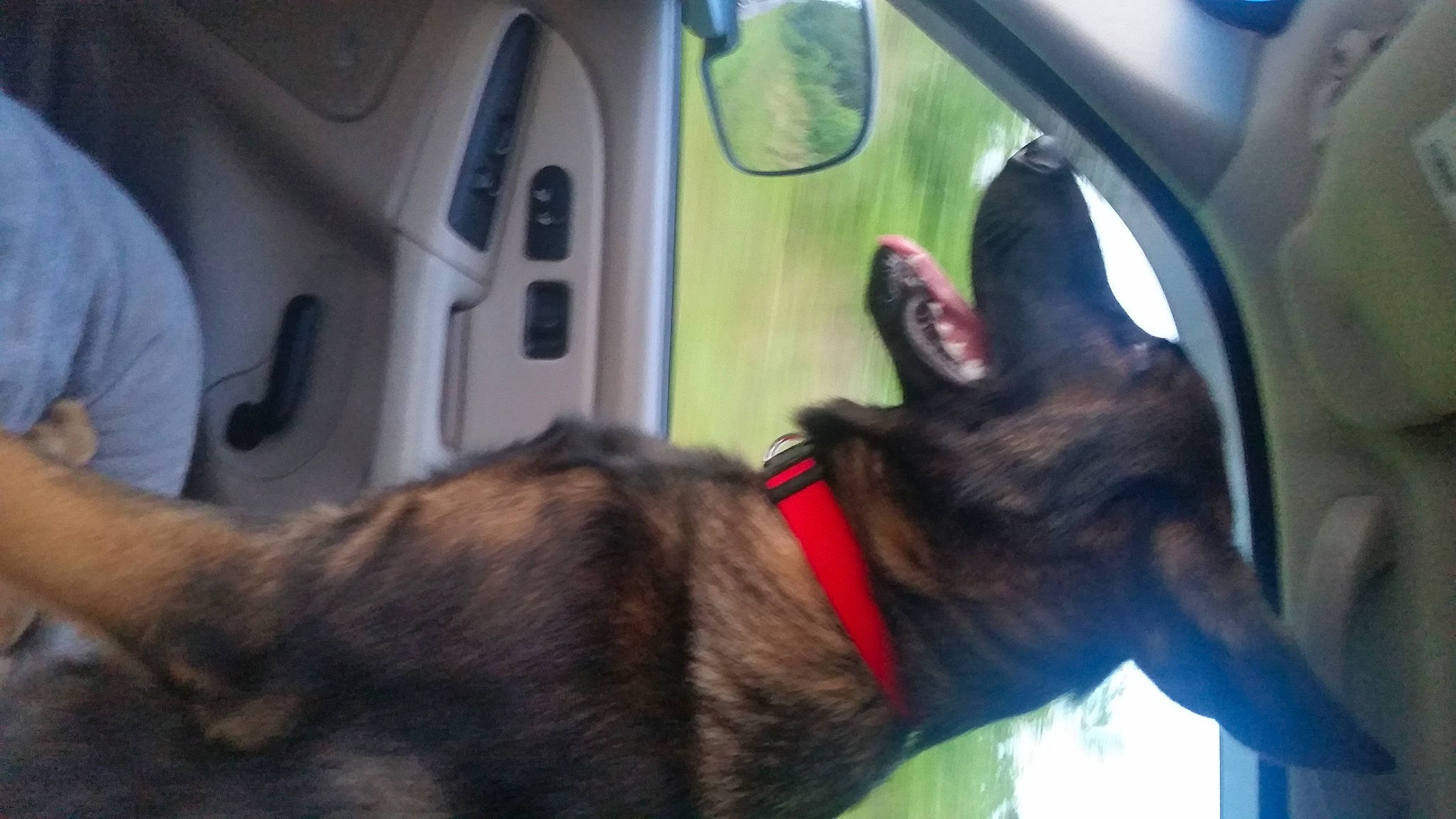 Apollo is registered to the contest to win money with this photo: auto_part, canidae, car, carnivore, collar, companion_dog, dog, dog_breed, dog_collar, fawn, fur, liver, plant, snout, sporting_group, tail, vehicle, vehicle_door, whiskers, working_animal