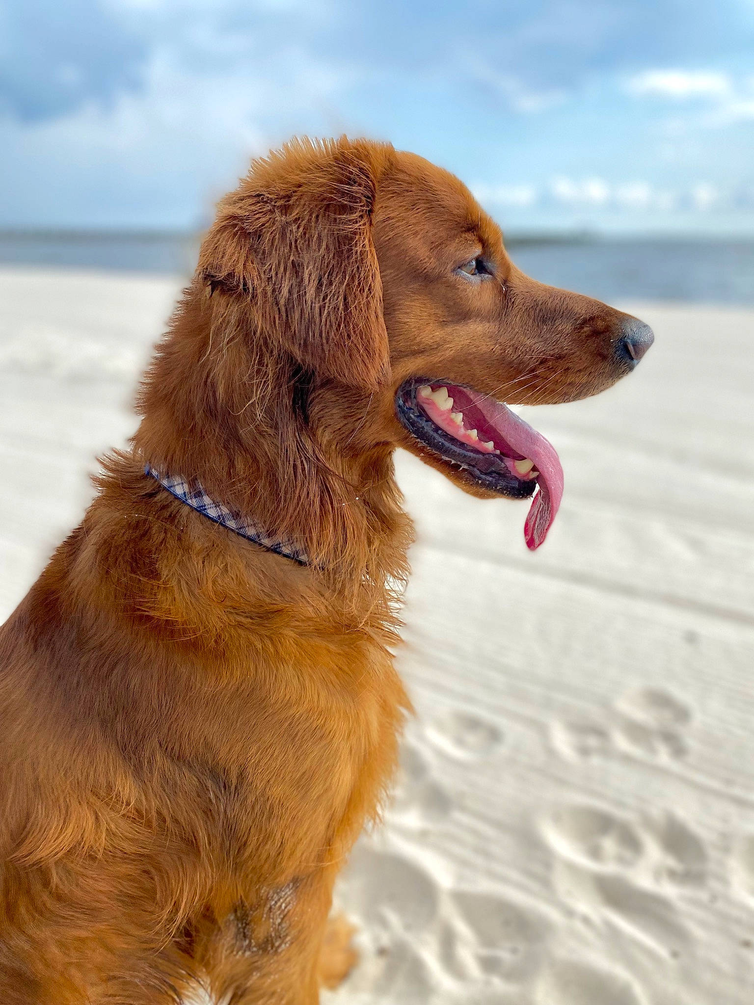 Joey joined the competition — help win amazing prizes! canidae, carnivore, cloud, collar, companion_dog, dog, dog_breed, dog_collar, fur, golden_retriever, gun_dog, hunting_dog, liver, recreation, retriever, sky, snout, sporting_group, working_animal, working_dog