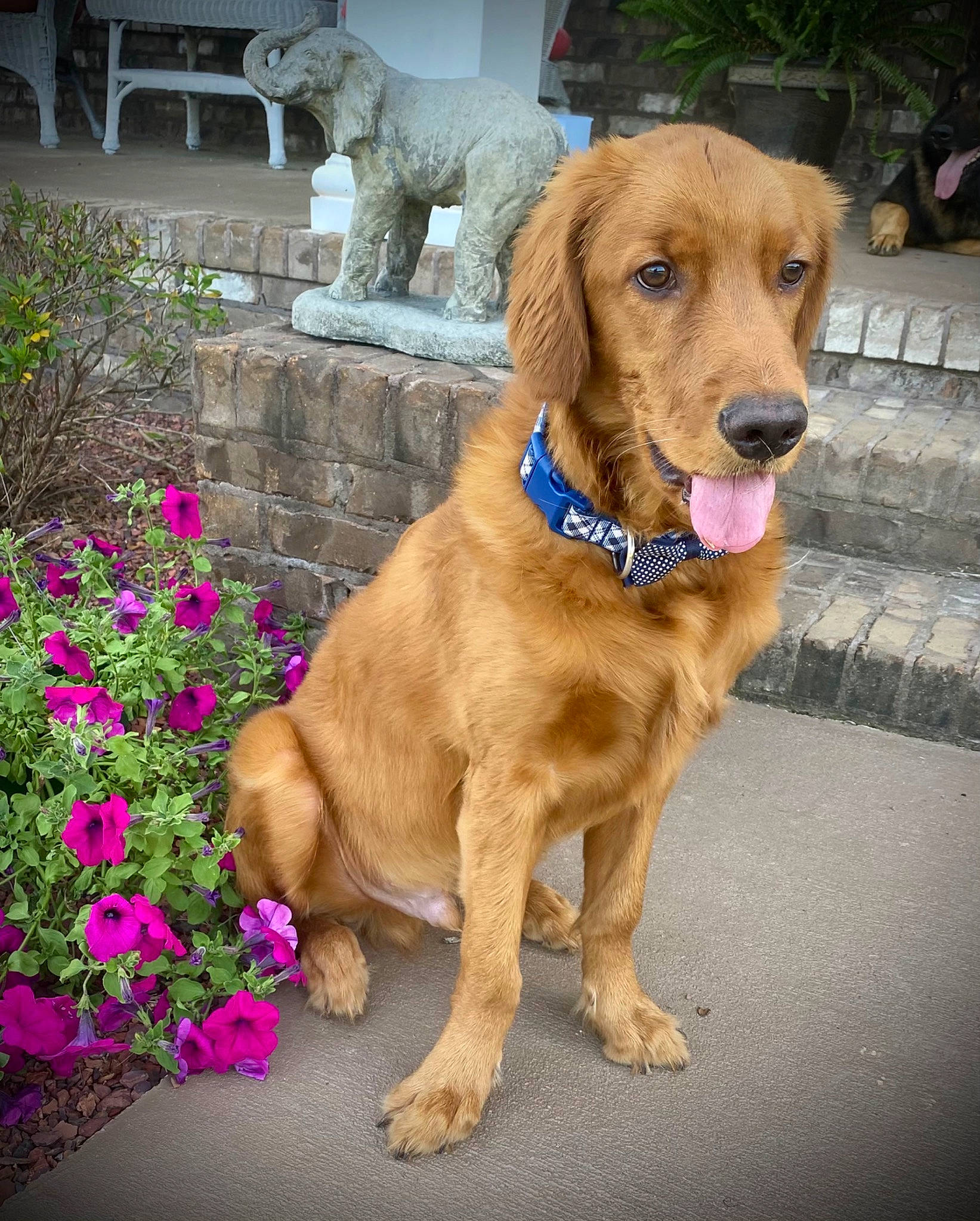 Joey is registered to the contest to win money with this photo: annual_plant, carnivore, collar, companion_dog, dog, dog_breed, dog_collar, door, fawn, flower, fur, garden, grass, gun_dog, liver, plant, retriever, snout, working_animal, working_dog