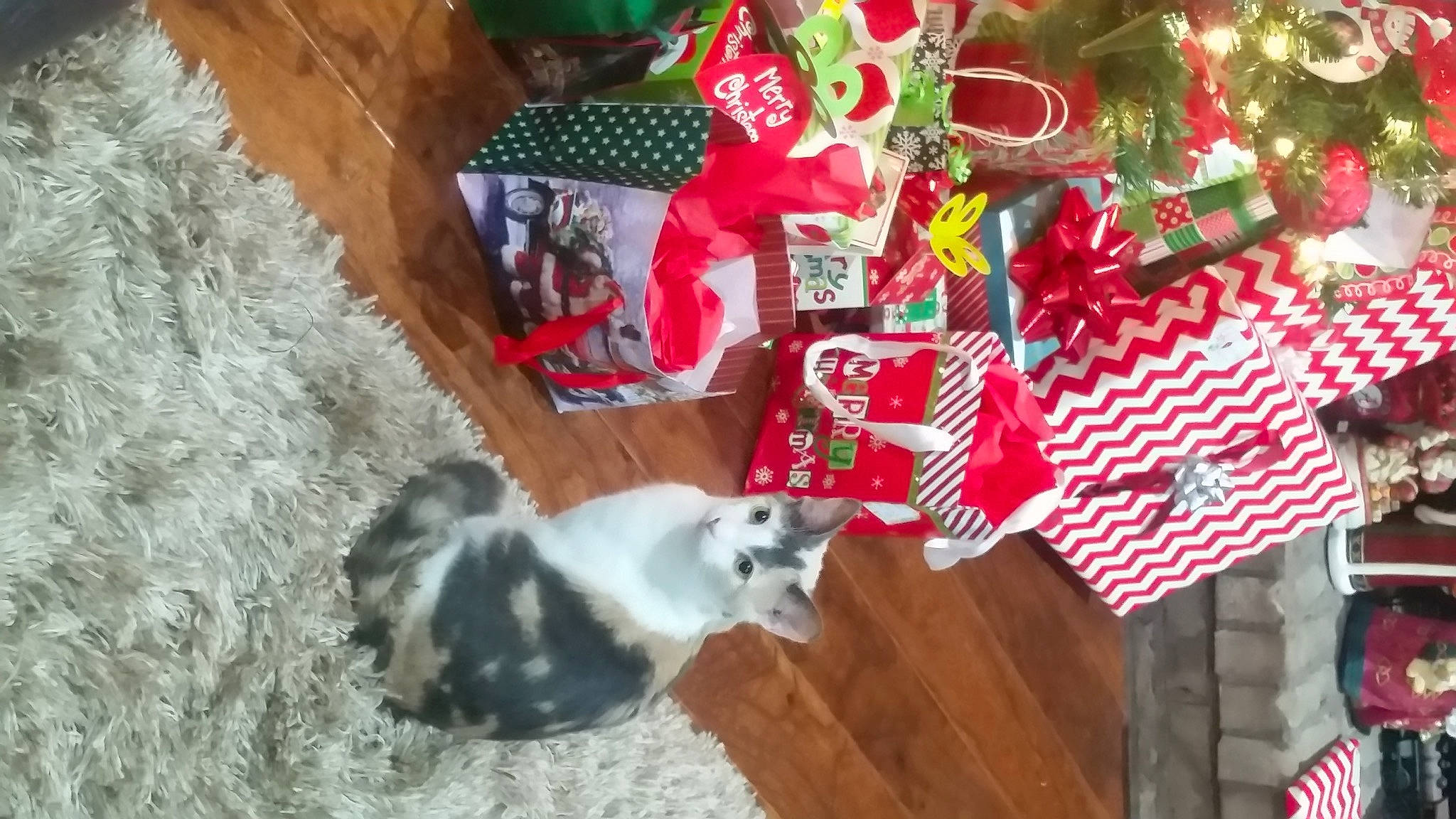 Cadet joined the competition — help win amazing prizes! canidae, carnivore, christmas, christmas_decoration, christmas_ornament, companion_dog, dog, dog_breed, event, fawn, felidae, fur, holiday, holiday_ornament, ornament, present, small_to_medium_sized_cats, sporting_group, tail, wood