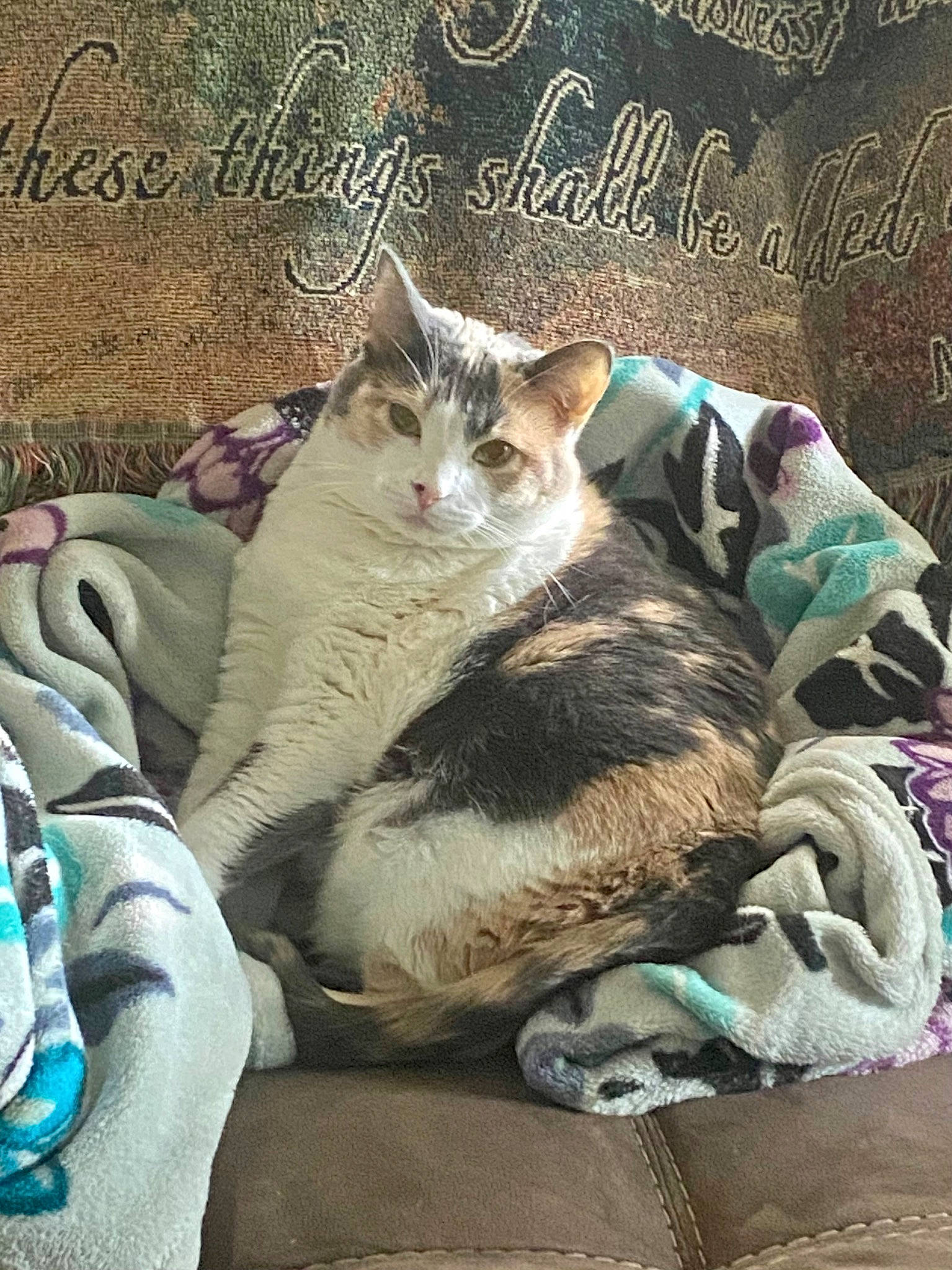 Cadet joined the competition — help win amazing prizes! art, carnivore, cat, claw, comfort, domestic_short_haired_cat, fawn, felidae, font, fur, grass, internet_meme, paw, photo_caption, publication, small_to_medium_sized_cats, tail, whiskers