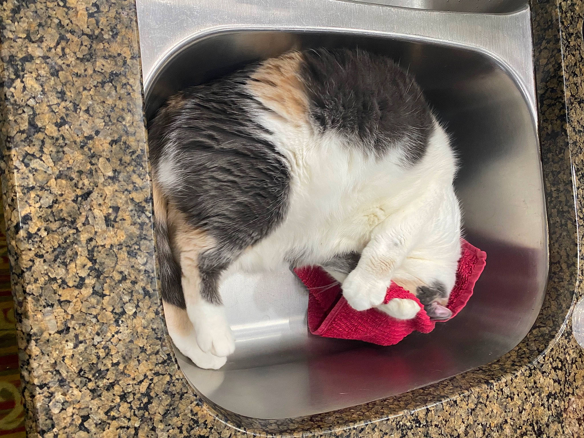 Cadet is registered to the contest to win money with this photo: canidae, carmine, carnivore, cat, cat_supply, claw, domestic_short_haired_cat, felidae, flooring, foot, fur, lap, nap, paw, pet_supply, small_to_medium_sized_cats, snout, sporting_group, tail, whiskers