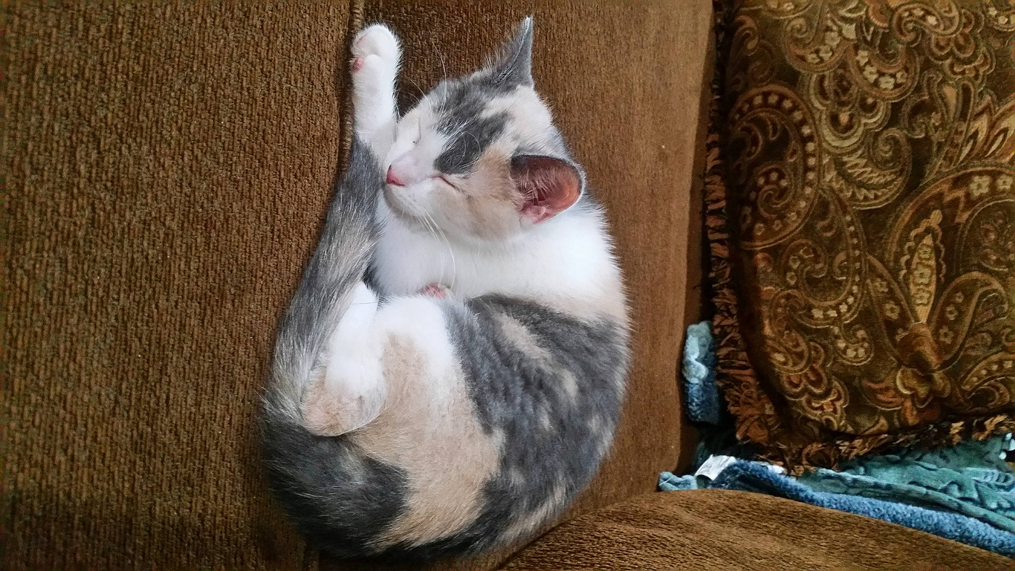 Cadet is registered to the contest to win money with this photo: carnivore, cat, claw, comfort, domestic_short_haired_cat, felidae, foot, fur, grey, linens, pattern, paw, small_to_medium_sized_cats, snout, tail, whiskers, wood