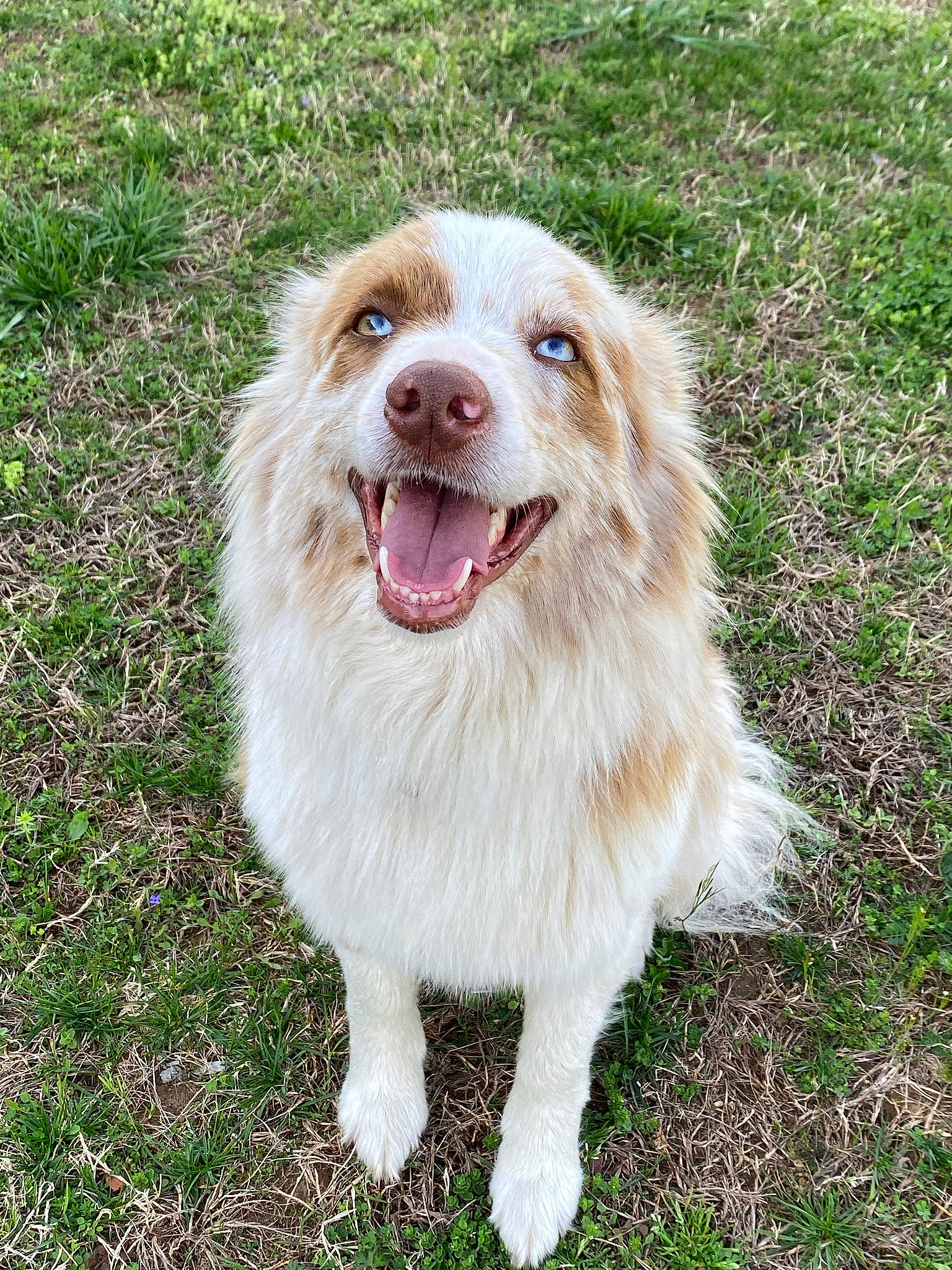 Patches is registered to the contest to win money with this photo: border_collie, canidae, carnivore, companion_dog, dog, dog_breed, fang, fur, grass, happy, plant, smile, snout, sporting_group, whiskers, working_dog, yawn