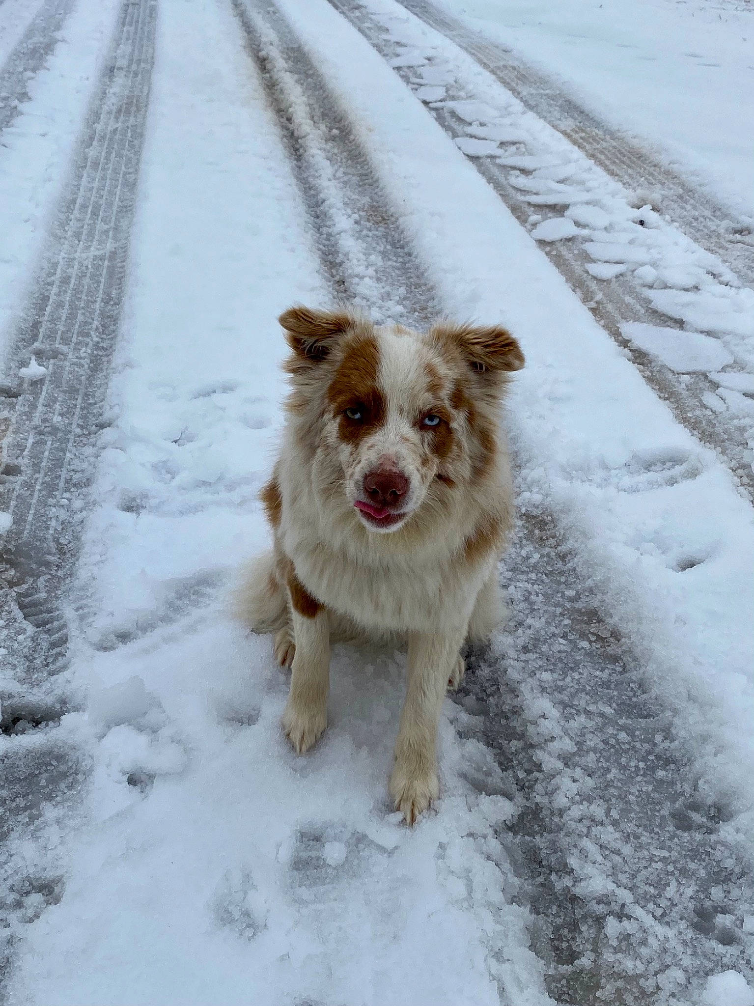 Patches joined the competition — help win amazing prizes! canidae, carnivore, companion_dog, dog, dog_breed, freezing, fur, liver, precipitation, road, road_surface, snow, sporting_group, terrier, walking, winter, working_animal, working_dog