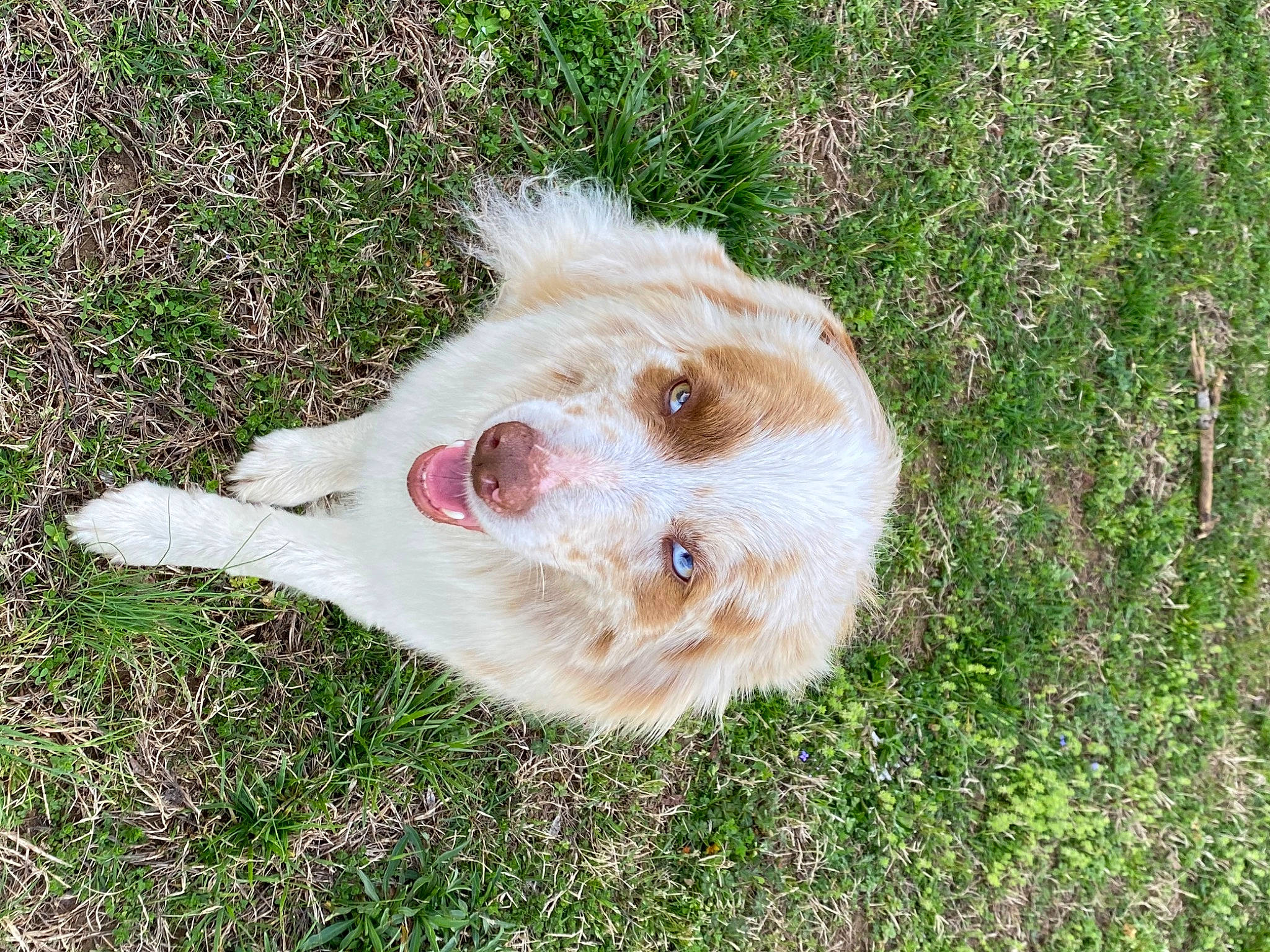 Patches is registered to the contest to win money with this photo: canidae, carnivore, companion_dog, dog, dog_breed, felidae, fur, grass, grassland, liver, non_sporting_group, pasture, plant, retriever, sporting_group, terrestrial_animal, whiskers, working_animal