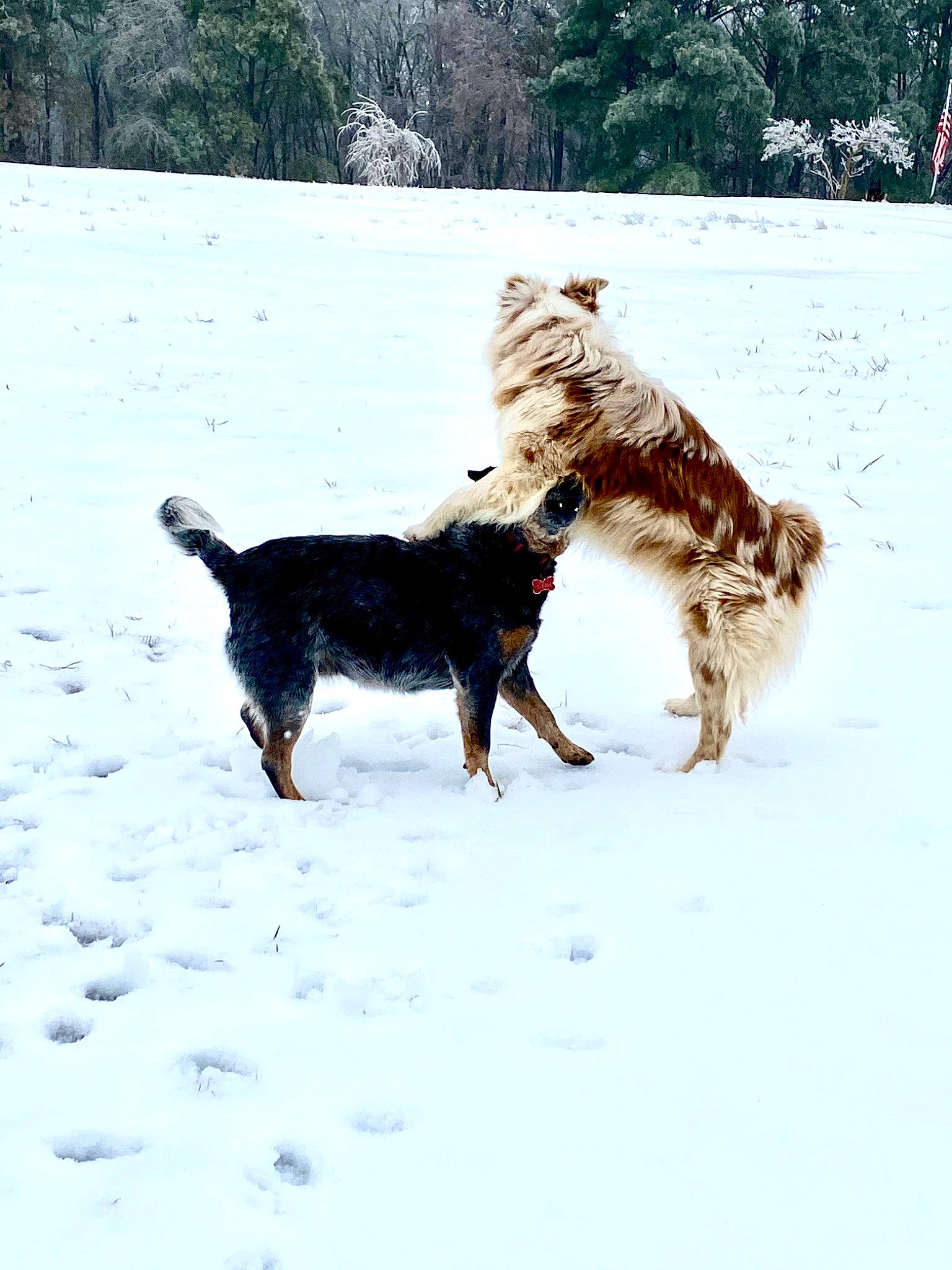 Patches joined the competition — help win amazing prizes! canidae, carnivore, companion_dog, dog, dog_breed, freezing, fur, hunting_dog, recreation, snow, sporting_group, tail, tree, winter, working_animal, working_dog