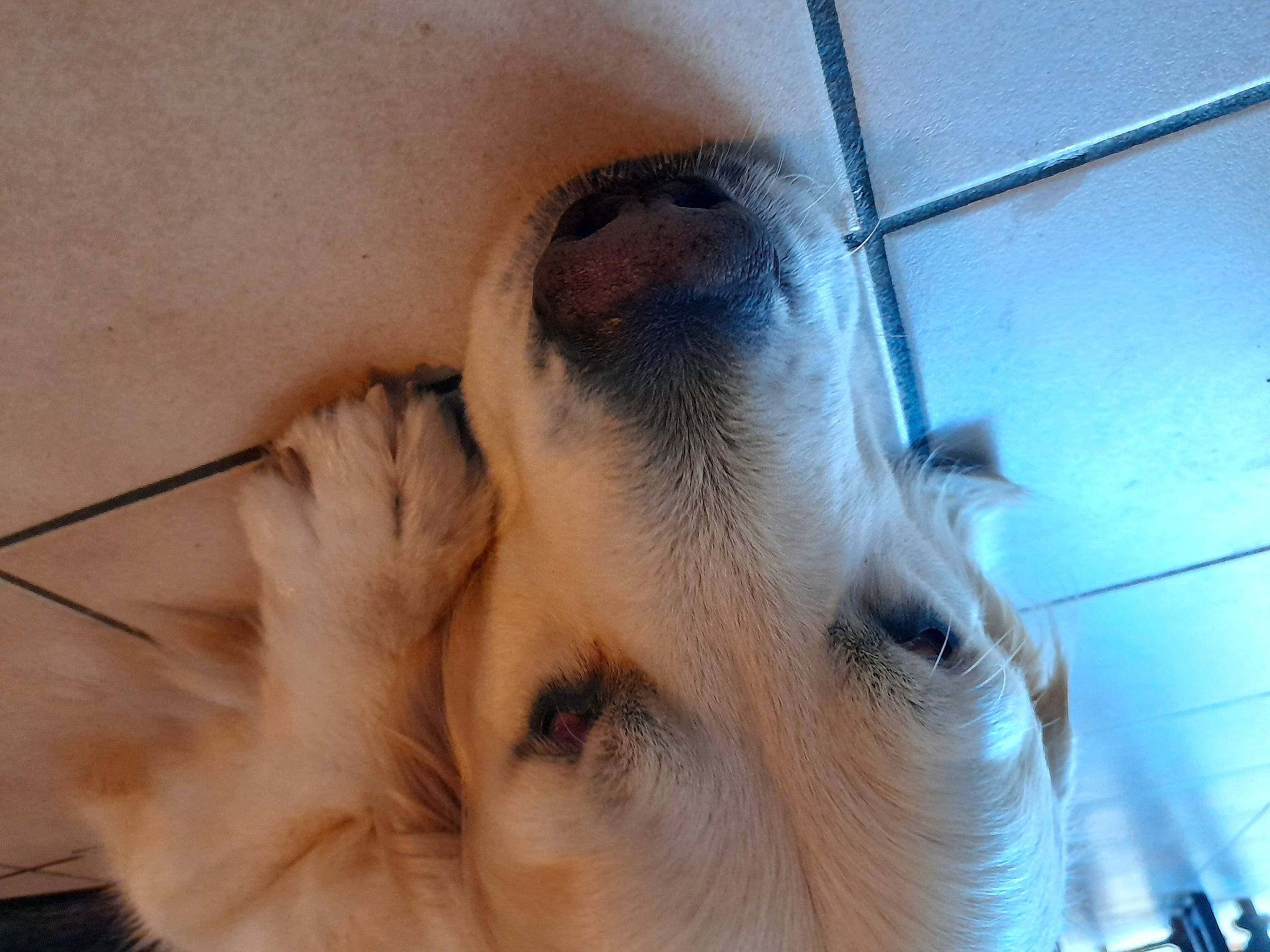 Mushu participe au concours pour gagner de l'argent avec cette photo : canidae, close_up, dog_breed, ear, eye, eyebrow, eyelash, face, fawn, forehead, head, nose, organ, photography, skin, snout, sporting_group, whiskers