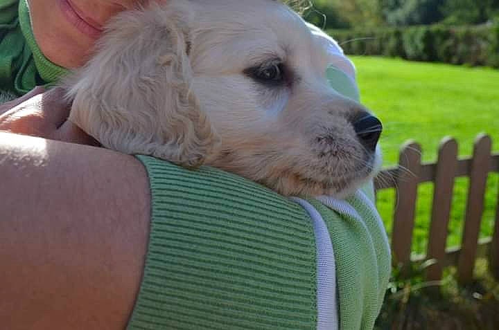 Mushu participe au concours pour gagner de l'argent avec cette photo : aircraft, canidae, carnivore, chair, companion_dog, dog, dog_breed, fawn, fence, fur, grass, green, home_fencing, picket_fence, plant, puppy_love, snout, sporting_group, tree, whiskers
