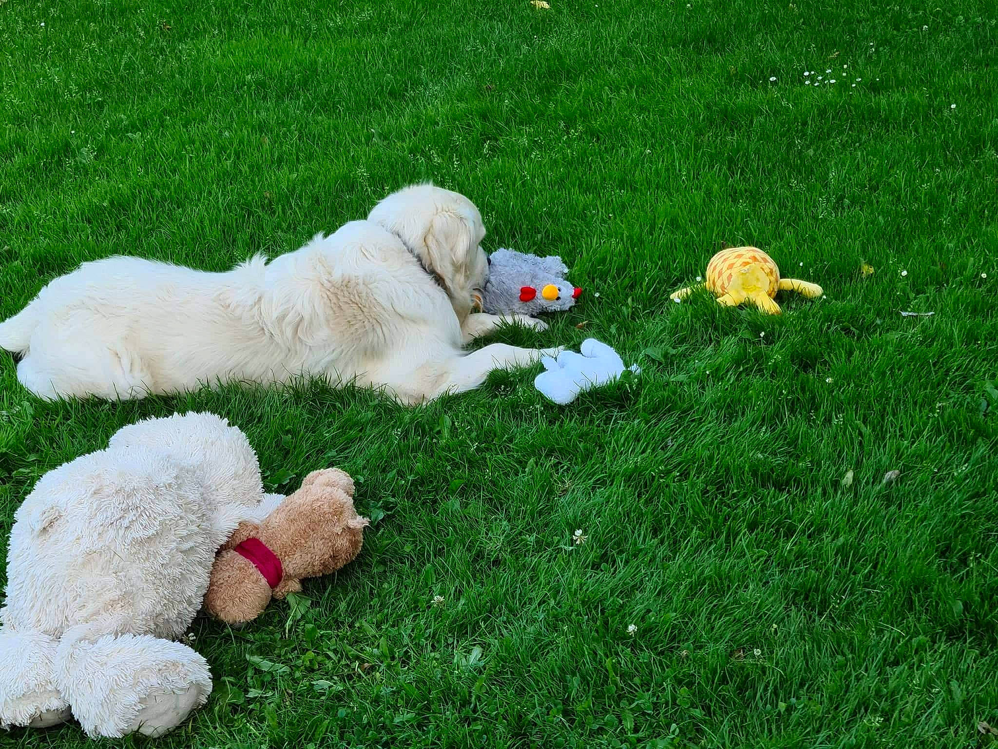 Mushu a rejoint le concours — aidez-le/la à gagner de superbes lots ! ball, canidae, carnivore, companion_dog, dog, dog_breed, garden, grass, great_pyrenees, groundcover, lawn, livestock_guardian_dog, mammal, people_in_nature, plant, polish_tatra_sheepdog, shrub, slovak_cuvac, sporting_group, vertebrate