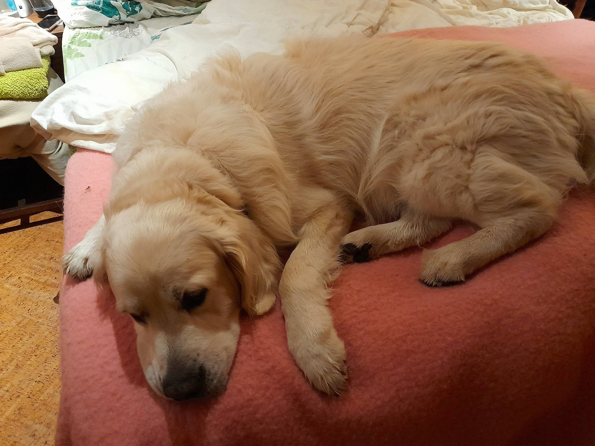 Mushu a rejoint le concours — aidez-le/la à gagner de superbes lots ! bored, canidae, carnivore, comfort, companion_dog, dog, dog_breed, dog_supply, fawn, flooring, fur, gun_dog, livestock_guardian_dog, paw, pet_supply, retriever, snout, sporting_group, tail, working_animal