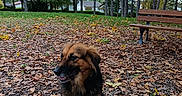 Kitty participe au concours pour gagner de l'argent avec cette photo : dog, canine, pet, sitting, autumn, fall, leaves, park, outdoor, forest, trees, bench, grass, nature, brown_fur, black_fur, fluffy, animal_portrait, residential, daylight