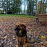 dog, canine, pet, sitting, autumn, fall, leaves, park, outdoor, forest, trees, bench, grass, nature, brown_fur, black_fur, fluffy, animal_portrait, residential, daylight