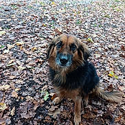 Kitty participe au concours pour gagner de l'argent avec cette photo : dog, canine, pet, animal, portrait, outdoor, forest, woodland, autumn, fall, leaves, brown_fur, black_fur, fluffy, long_hair, sitting, looking_at_camera, nose, eyes, nature