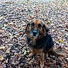 dog, canine, pet, animal, portrait, outdoor, forest, woodland, autumn, fall, leaves, brown_fur, black_fur, fluffy, long_hair, sitting, looking_at_camera, nose, eyes, nature