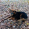 Kitty participe au concours pour gagner de l'argent avec cette photo : dog, canine, pet, animal, portrait, outdoor, autumn, fall, leaves, leaf_litter, forest, park, ground, lying_down, fluffy, long_hair, brown_fur, black_fur, alert, nature