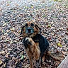 Kitty a rejoint le concours — aidez-le/la à gagner de superbes lots ! dog, puppy, brown_fur, black_fur, long_hair, sitting, raised_paw, outdoors, park, autumn, fallen_leaves, forest, nature, path, bench, pet, animal, portrait, fluffy_tail, friendly