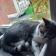 Baloo participe au concours pour gagner de l'argent avec cette photo : cat, gray, white, feline, window, perch, resting, sleepy, indoor, autumn, leaves, tree, brick_building, outdoor, grass, side_view, paw, fur, quiet, cozy
