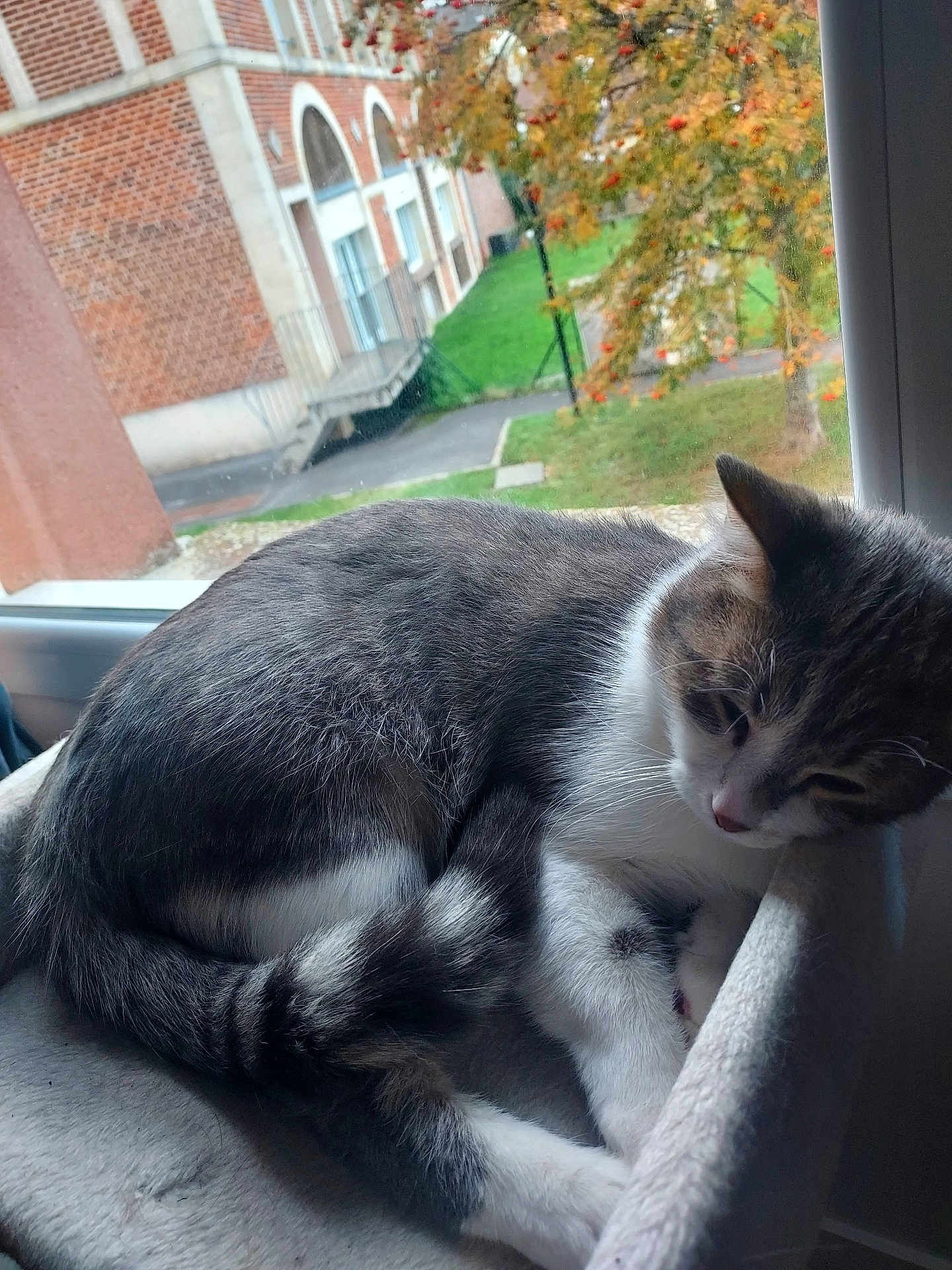 Baloo participe au concours pour gagner de l'argent avec cette photo : cat, gray, white, feline, window, perch, resting, sleepy, indoor, autumn, leaves, tree, brick_building, outdoor, grass, side_view, paw, fur, quiet, cozy